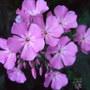 Phlox
