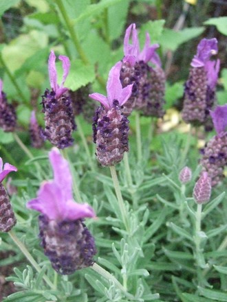 Lavandula stoechas 'Butterfly Garden' (Lavandula stoechas (French lavender))