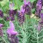 Lavandula_stoechas__butterfly_garden_