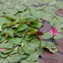 Water Lillies