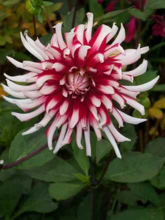 I love Dahlias