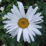 Leucanthemum x superbum