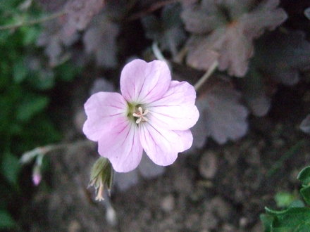 Geranium 'Dusky Rose' (Geranium 'Dusky Rose')