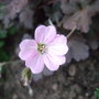 Geranium__dusky_rose__flower