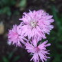 Lychnis flos-cuculi 'Jenny' (Lychnis flos-cuculi (Ragged robin))