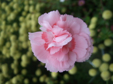 'Doris' (Dianthus 'Doris')