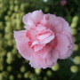 _doris_