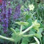 Purple_and_lime_green