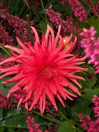 Thank goodness for Dahlias!
