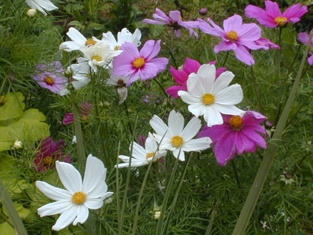 Cosmos