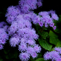 Ageratum