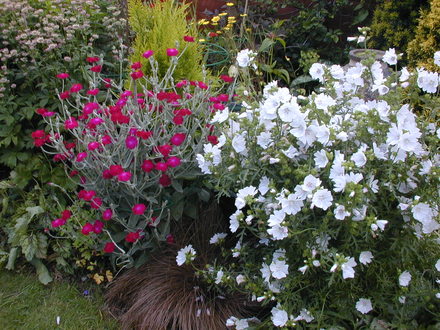 Herbaceous border