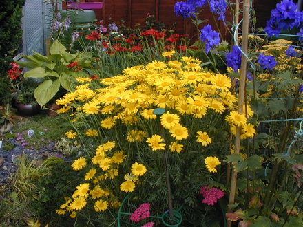 Anthemis and friends