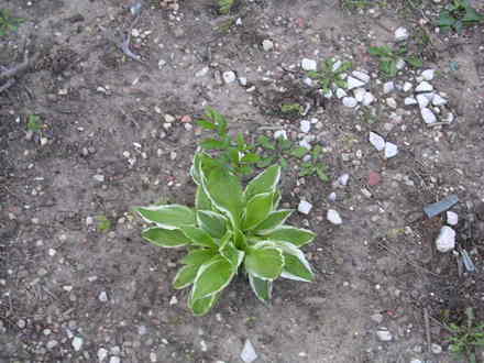 A garden flower photo (Hosta undulata)