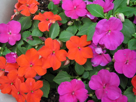 A garden flower photo (Impatiens walleriana (Busy Lizzie))