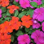 Impatiens walleriana