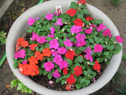 A garden flower photo (Impatiens walleriana (Busy Lizzie))