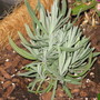 IMG_0170.jpg (Lavandula angustifolia (Lavender))