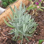 IMG_0171.jpg (Lavandula angustifolia (Lavender))