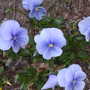DSCN5080.jpg