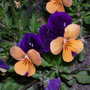 DSCN5082.jpg