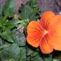 DSCN5083.jpg