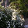DSCN5086.jpg (Spiraea alba (Broadleaf White Spirea))