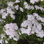 DSCN5087.jpg (Spiraea alba (Broadleaf White Spirea))