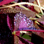 Butterfly plant