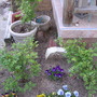 A garden flower photo
