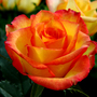 Neighbour asked if I would take a pic of her roses