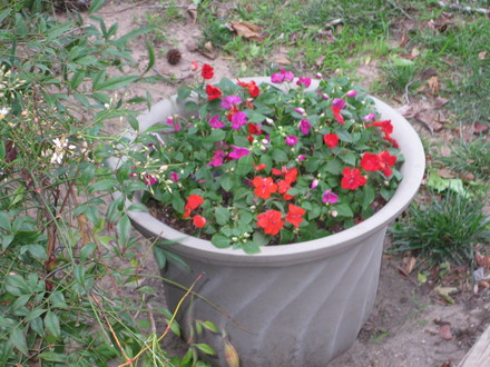 IMG_0186.jpg (Impatiens walleriana (Busy Lizzie))
