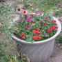 IMG_0186.jpg (Impatiens walleriana (Busy Lizzie))