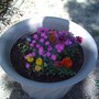 A garden flower photo