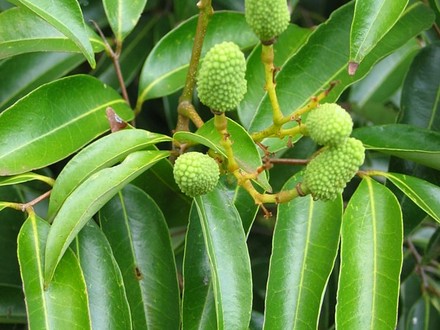 Litchi chinenses (Litchi chinenses)