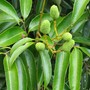 Litchi_chinenses
