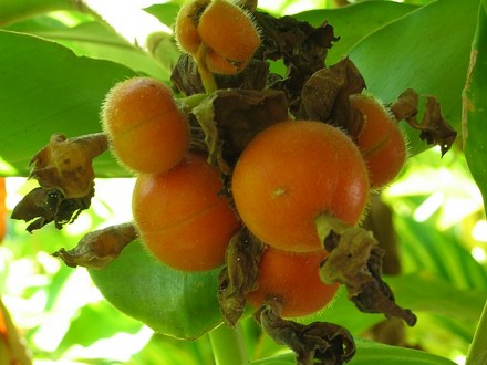 Fruit of a gingerplant