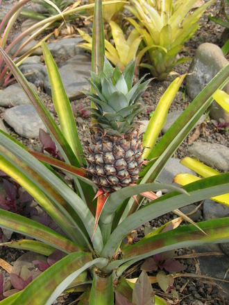 Pineapple