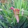 Lucifer_buds