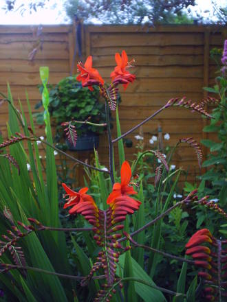 lucifer flower063.jpg