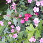 Picture_039