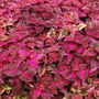 Coleus Blumei (Coleus blumei)
