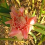 Etlingera elatior