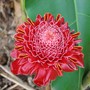 Etlingera elatior