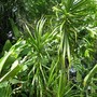 Dracaena drago