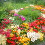The_patch_889