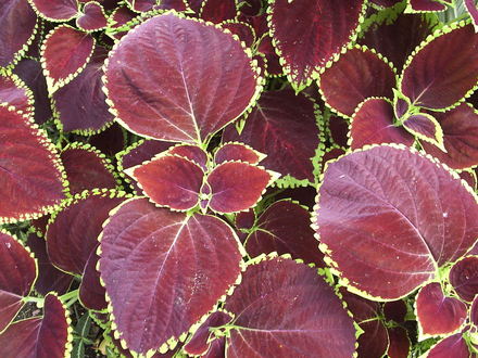 Coleus (Solenostemon) 