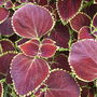 Coleus (Solenostemon) "Wizard"