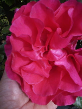 Climbing rose 