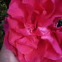 Climbing rose "Dreamland"